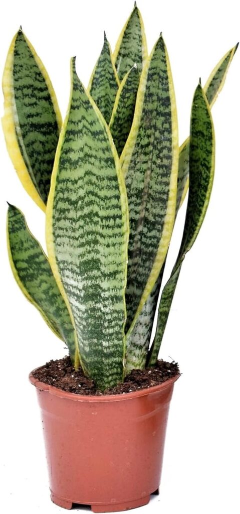 Sansevieria