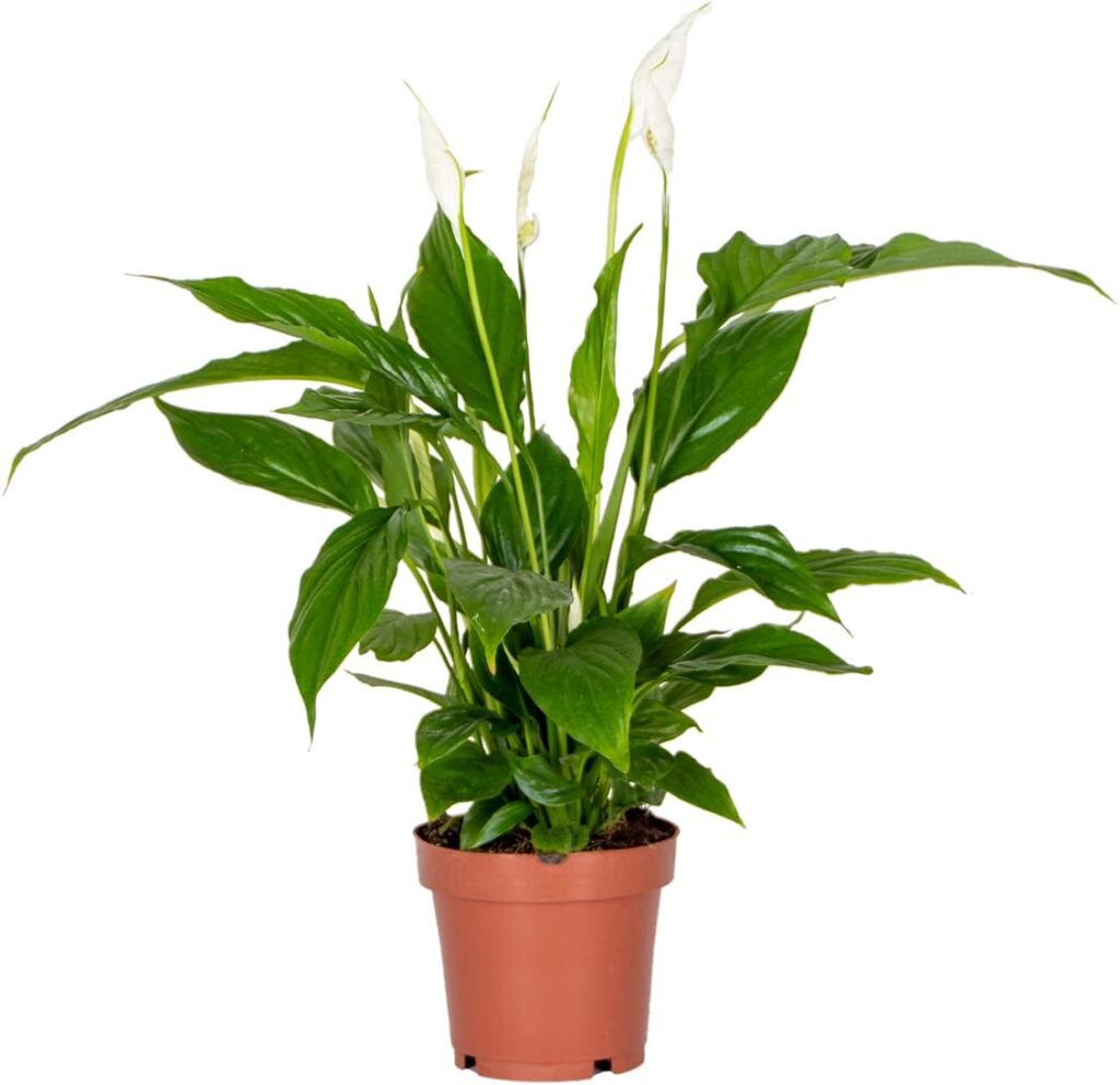 Spathiphyllum